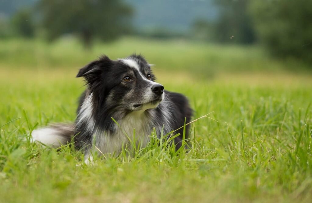 elle poignarde son chien et essaie de lui crever les yeux avec une cuillère à café – Thebuzzly