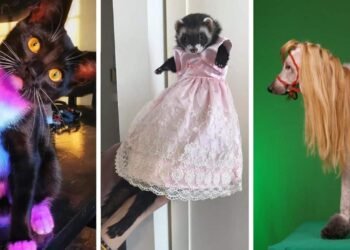 ces animaux ridiculisés par leurs maîtres