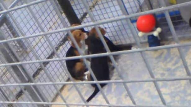 images choquantes de fuites d'élevage de chiots