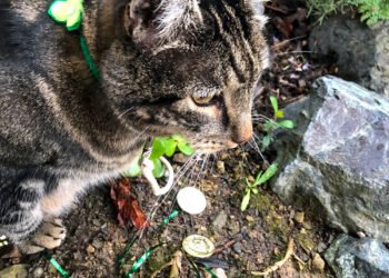 Dimanche avec des onglets le chat, mascotte de blog de maquillage et de beauté, vol.  752