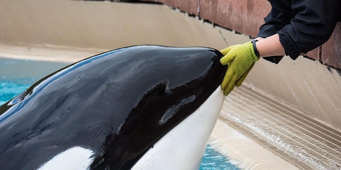 L'orque la plus solitaire du monde, enfermée dans un bassin depuis 43 ans, est décédée

 - L'orque la plus solitaire du monde, enfermée dans un bassin depuis 43 ans, est décédée