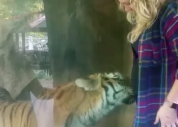Quand ce tigre verra que cette femme est enceinte, il fera quelque chose d'incroyable !  (vidéo)
