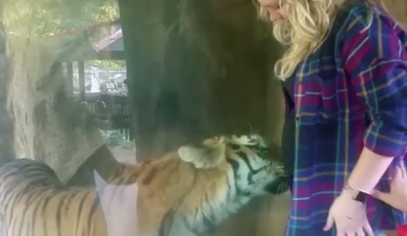 Quand ce tigre verra que cette femme est enceinte, il fera quelque chose d'incroyable !  (vidéo)