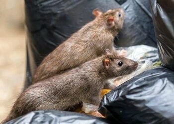Déchets partout, invasion de rats, quels sont les risques ?