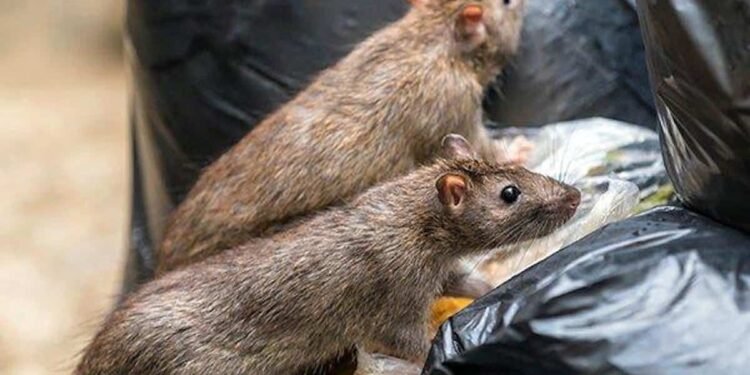 Déchets partout, invasion de rats, quels sont les risques ?