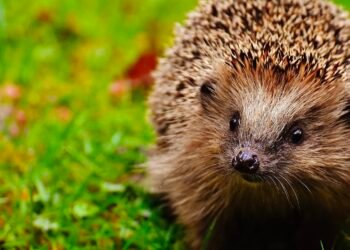 Deux mangeurs de hérisson interpellés en région parisienne