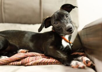 Pourquoi les chiens penchent-ils la tête ?