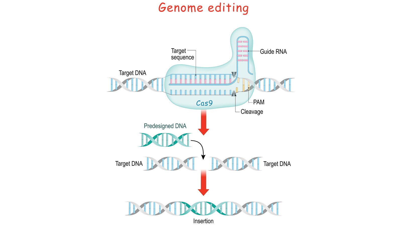 Voici une ventilation du fonctionnement de l'édition de gènes Crispr.