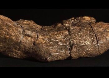 Le plus gros caca humain a été découvert par des scientifiques