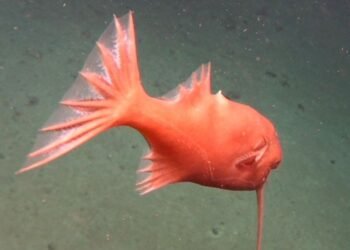 Des baudroies à l'envers et d'autres bizarreries extraterrestres repérées dans l'une des tranchées les plus profondes du monde