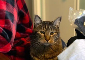 Dimanche avec des onglets le chat, mascotte de blog de maquillage et de beauté, vol.  751