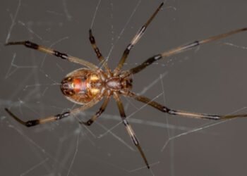 Les veuves noires sont massacrées par leurs cousines veuves brunes, et nous ne savons pas pourquoi