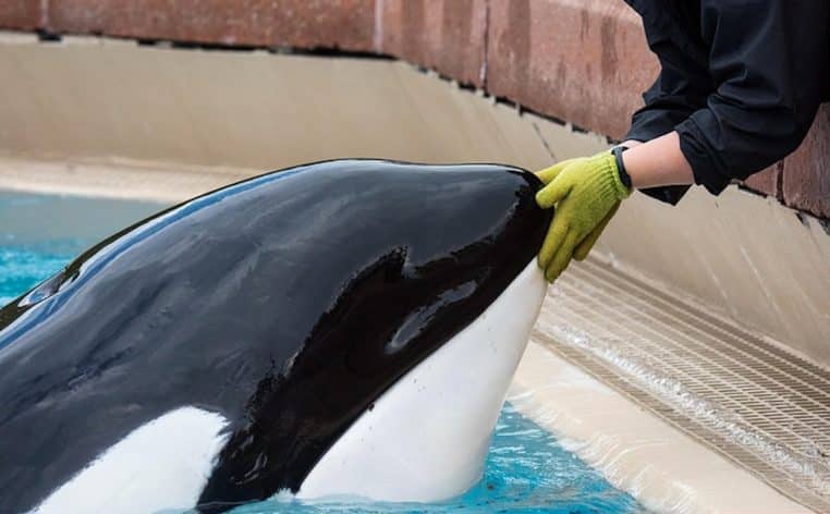  - L'orque la plus solitaire du monde, enfermée dans un bassin depuis 43 ans, est décédée