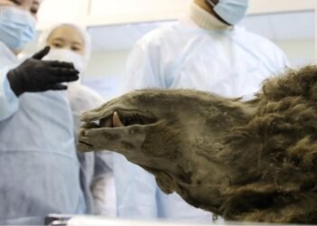 L'ours momifié "préhistorique" découvert dans le pergélisol sibérien n'est pas ce que nous pensions