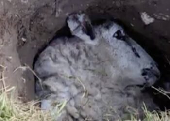 Partant en randonnée, ce promeneur de chiens n'imaginait pas sur quoi il allait tomber au fond de ce trou