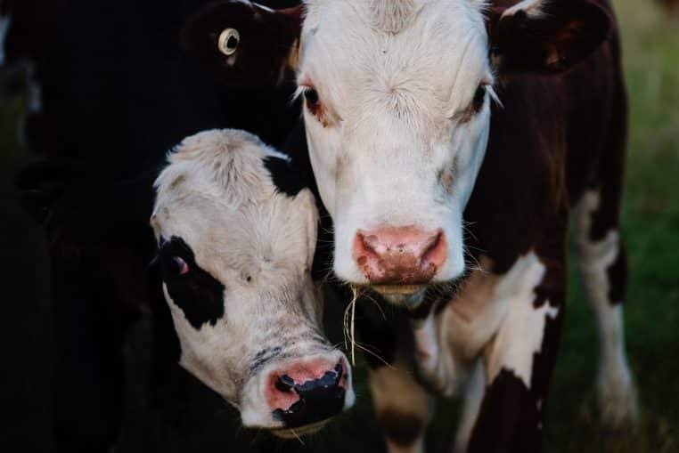 Pour des raisons de sécurité, le Salon de l'Agriculture ferme ses portes – Thebuzzly'Agriculture ferme ses portes