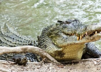 Quels animaux ont la morsure la plus forte ?