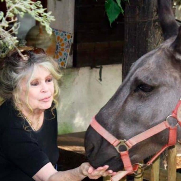 Brigitte Bardot - Son dernier souhait avant son 