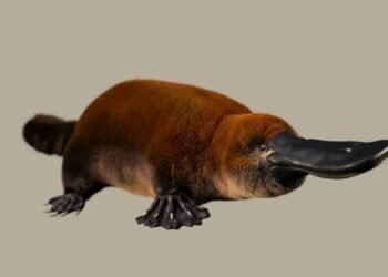 Un ancien fossile ressemblant à un ornithorynque pourrait réécrire l'histoire des mammifères pondeurs d'œufs