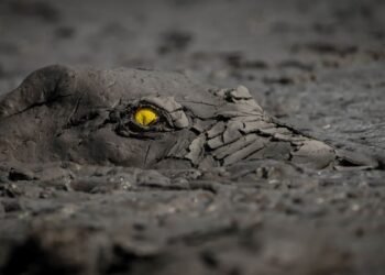 Un crocodile effrayant et des "tripes" glaciaires parmi les superbes gagnants du concours de photographie de la nature