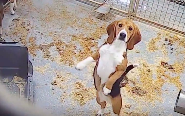 Beagle entouré d'excréments