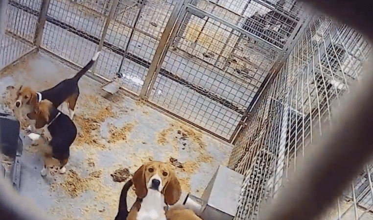 images choquantes de fuites d'élevage de chiots