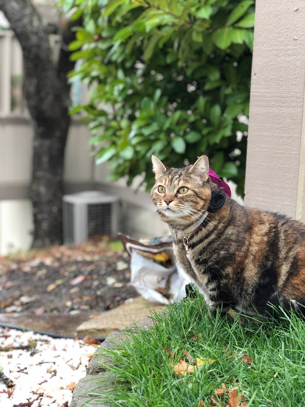 Dimanche avec des onglets le chat, mascotte de blog de maquillage et de beauté, vol.  755