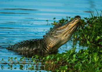 Un garçon de 2 ans disparu retrouvé mort dans la bouche d'un alligator