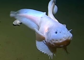 Au large du Japon, un poisson a été vu pour la première fois à une profondeur record de plus de 8300 mètres