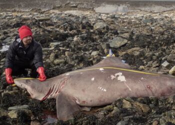 un requin, très rarement visible, s'échoue sur la côte