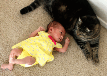 Dimanche avec des onglets le chat, mascotte de blog de maquillage et de beauté, Vol.  756