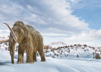 Les mammouths laineux n'étaient pas toujours hirsutes.  Voici quand ils ont fait évoluer certaines de leurs caractéristiques de marque.