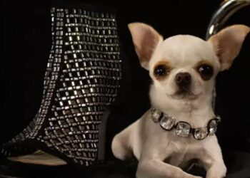 le plus petit chien du monde, à peine plus gros qu'une tasse !