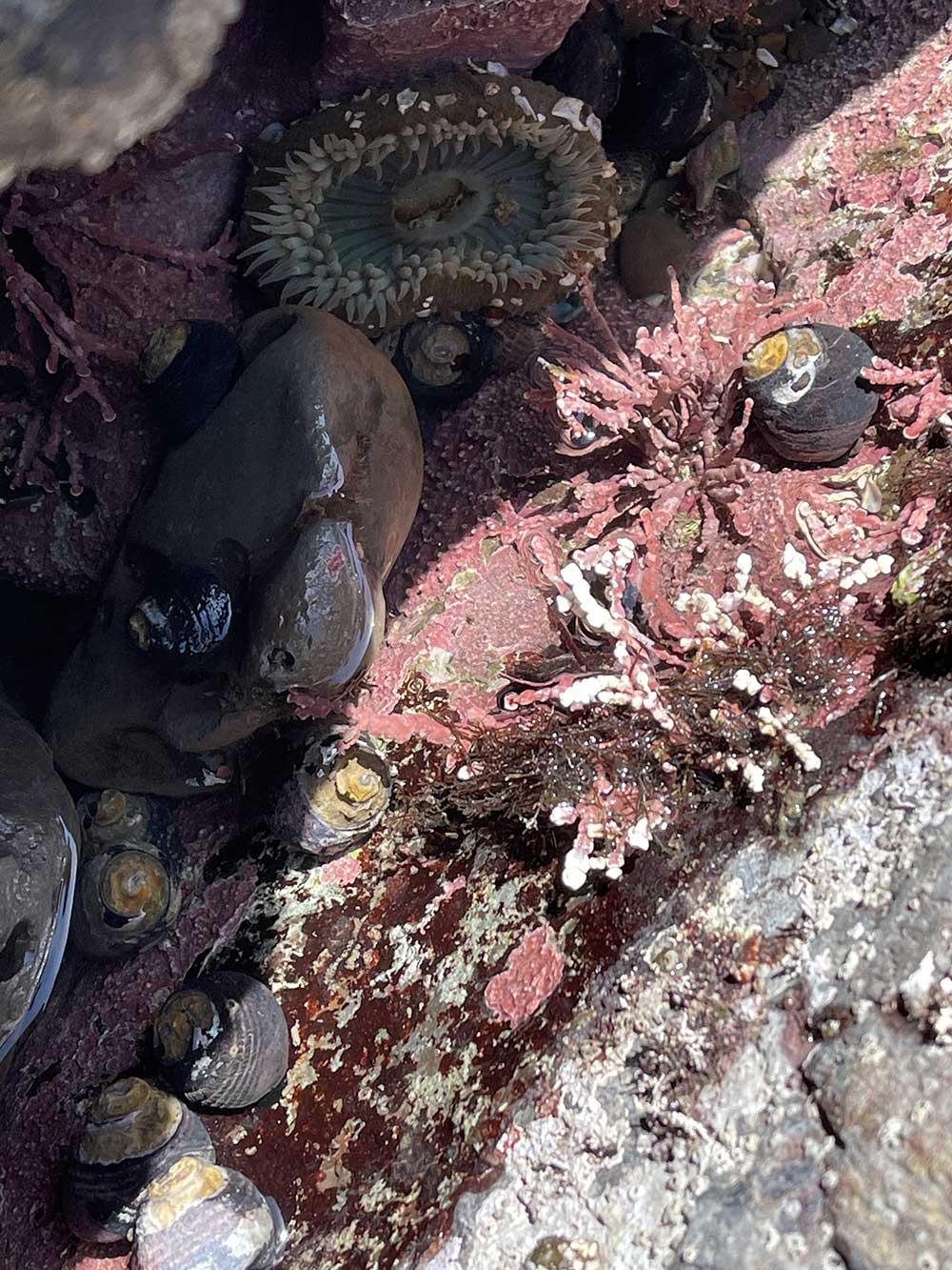 Explorer les bassins de marée à Duxbury Reef à Bolinas
