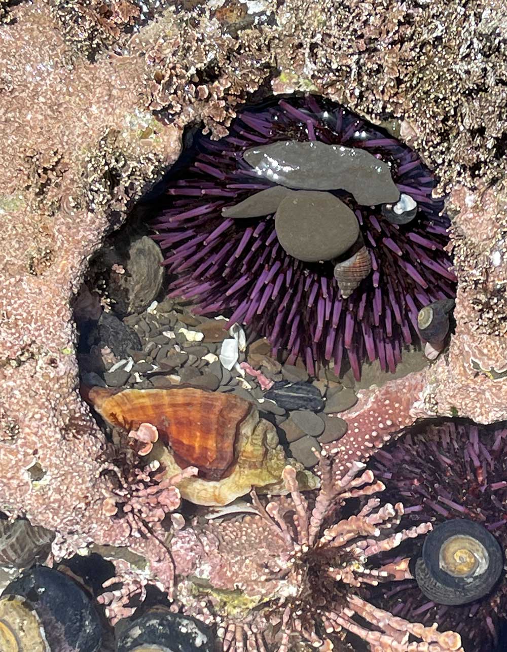 Explorer les bassins de marée à Duxbury Reef à Bolinas