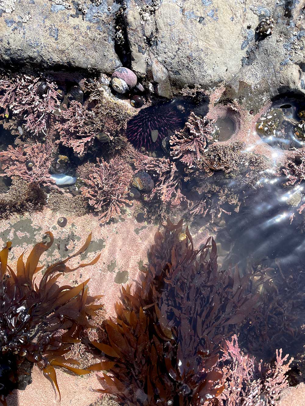 Explorer les bassins de marée à Duxbury Reef à Bolinas