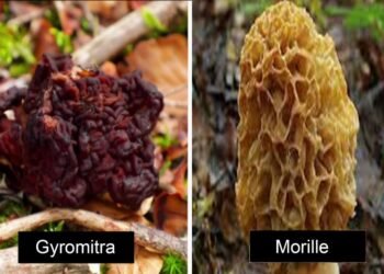 Boulette monumentale : France 2 confond un champignon mortel avec des morilles !  - TDN