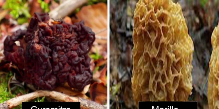 Boulette monumentale : France 2 confond un champignon mortel avec des morilles !  - TDN