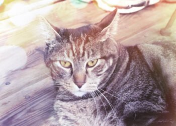 Dimanche avec des onglets le chat, mascotte de blog de maquillage et de beauté, vol.  758