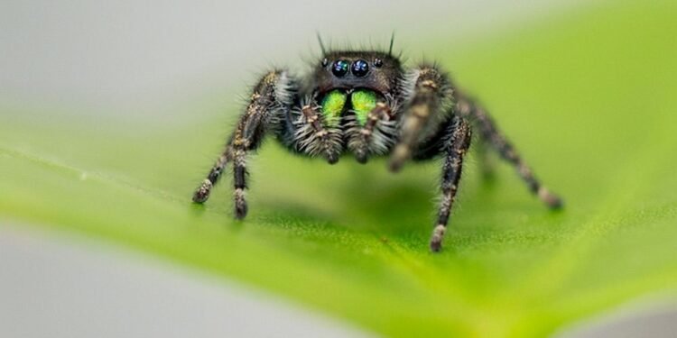 Les araignées sauteuses audacieuses peuvent littéralement devenir aveugles de faim – Thebuzzly