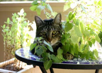 Dimanche avec des onglets le chat, mascotte de blog de maquillage et de beauté, vol.  755