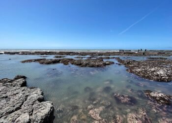 Explorer les bassins de marée à Duxbury Reef à Bolinas
