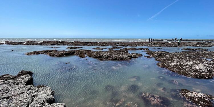 Explorer les bassins de marée à Duxbury Reef à Bolinas