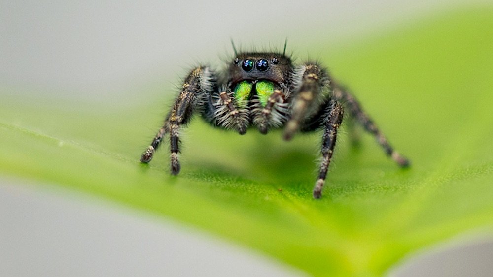 Les araignées sauteuses audacieuses peuvent littéralement devenir aveugles de faim