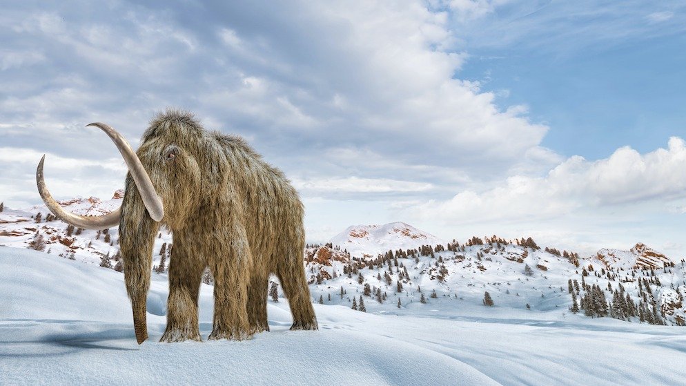 Les mammouths laineux n'étaient pas toujours hirsutes.  Voici quand ils ont fait évoluer certaines de leurs caractéristiques de marque.