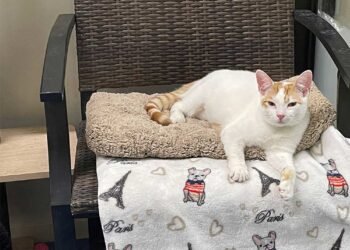 Samedi Surf, 1er avril 2023 !