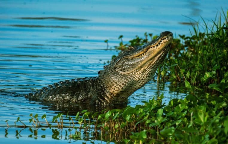 Un garçon de 2 ans disparu retrouvé mort dans la bouche d'un alligator – Thebuzzly'un alligator