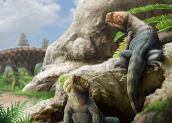 Un reptile à bec bizarre vieux de 230 millions d'années était un parent des crocodiles modernes