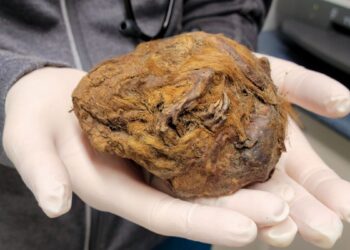 Une boule de poils de 30 000 ans cachée dans le pergélisol canadien est en fait un écureuil momifié