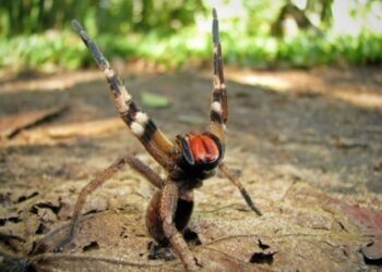 L'araignée banane, cette araignée qui peut provoquer des érections durant plusieurs heures !